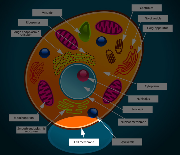 Animal Cell Membrane - Interactive 