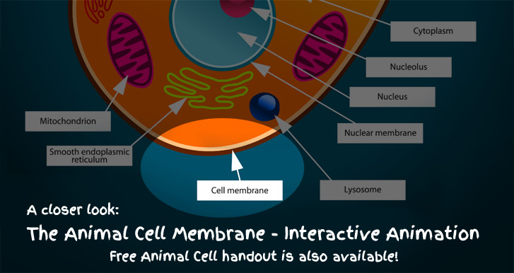 animal cell wall diagram