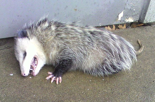 opossum-playing-dead
