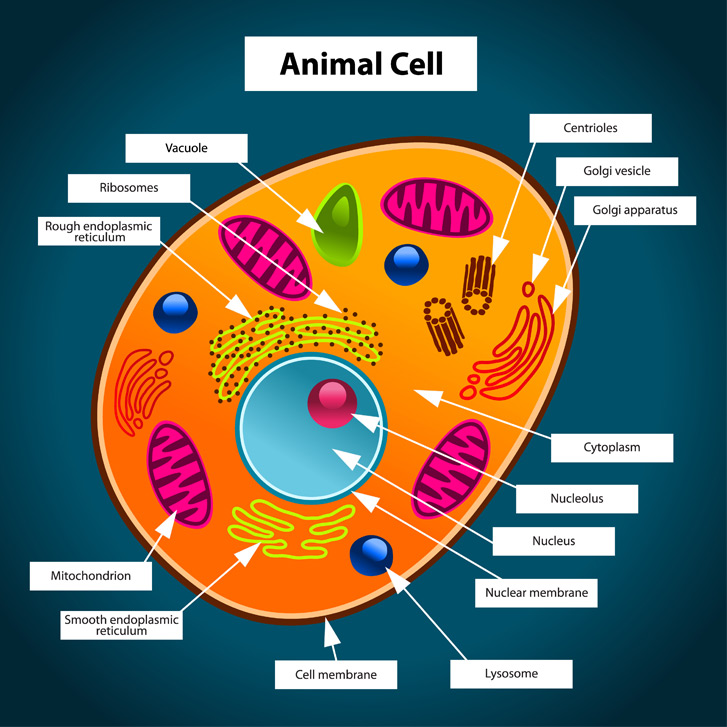 Animal Cell - Free printable to label + ColorkidCourses.com