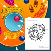 Animal Cell - Free printable to label + Color