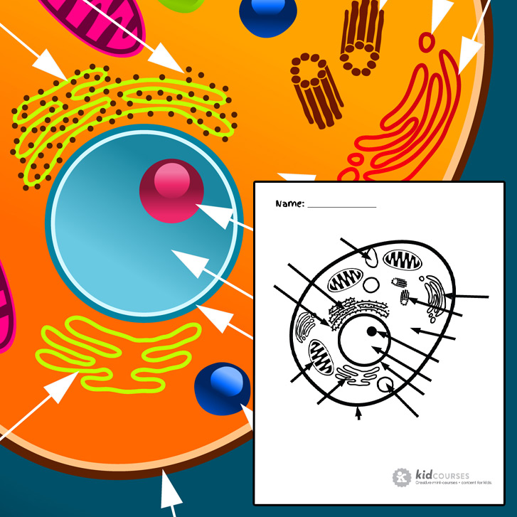 Animal Cell - Free printable to label + Color -kidCourses.com