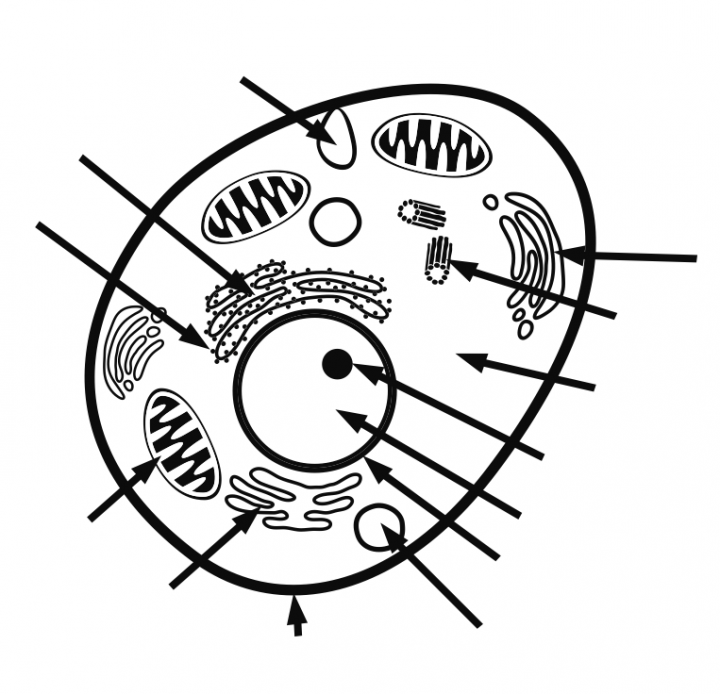 Animal Cell Coloring With Labels 4