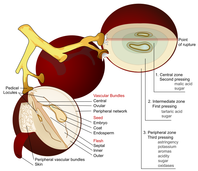 Grape_diagram