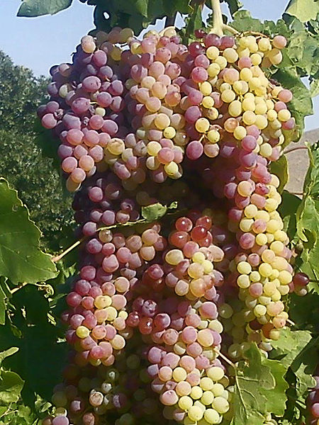 grapes