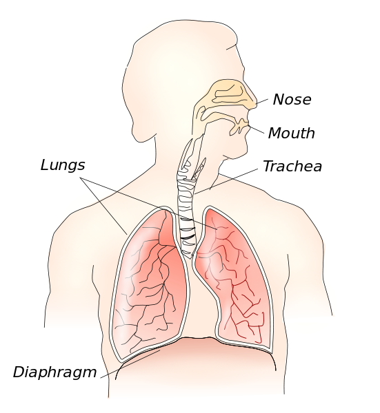 diaphragm