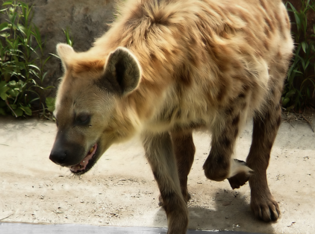 hyena