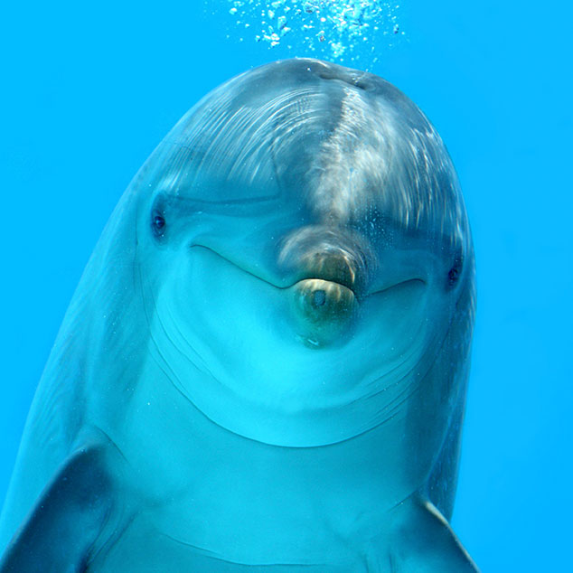 7 Fun Facts About Dolphins & Coloring Page