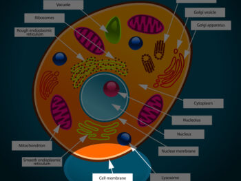 Kids learn about an important part of the animal cell - the cell membrane.