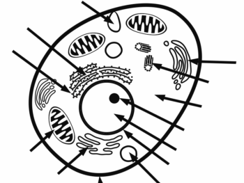 PDF handout animal-cell-label-with-answer-key